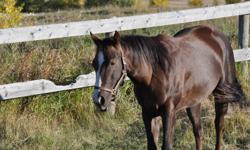 2009 Filly sired by Sugars Plain Remedy. Has 45 days under saddle. I would like her to go to an experienced rider.