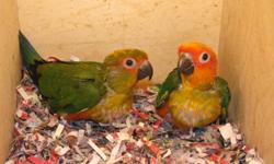 Hi there
  sun conures for sale.
They are 7 months old.
All closed banded and DNA papered.
2 girls. They eat pellets Zupreem Avian Diets.
 $500.00 each.
If you want than email me, or call me at
647-547-3269, after 4 pm.
Thanks