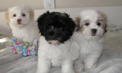 We have been blessed with Two very special litters!
The first three pups are pure Havanese and all of them are girls!
The second litter is of two baby boy Havanese X Poodles, Apricot in Colour!
 
Havanese are Non-shedding, super sweet, with very soft