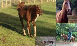 This flashy little guy has so much to offer and needs a home where he will be brought to his full potential. Coming five this spring and has had two months of professional training. No buck, rear or bolt, great feet, goes barefoot. Although very green,