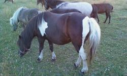 Candy is a lovely little mare.  Perfect size for a little rider!  She is around 34"  We purchased her broke to drive and ride.  she apparently was reg. Fallabella
We did not get papers and don't have children. 
 
Candy has been exposed to a pinto