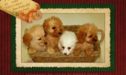 Ready to wiggle our way into your hearts.
 
We have two precious litters; one born on October 11 with 3 girls (burgandy) and 2 boys (blue) and four precious girls born on October 18th. 
 
These adorable COCKAPOO puppies are looking for their new home.