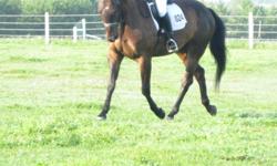 5 year old  16.2 Hanoverian cross gelding out of World Cup 1(unregistered) available for free lease or sale Walks, Trots, Canters and started over cross-rails, Has some show experience in the dressage ring. Sweet, Quiet and loves to work, but not suitable