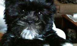 Our Schnau-Tzu pups are a mixed breed between a Miniature Schnauzer and a Shih Tzu. What you get is a great non-shedding small dog with the wonderful traits of two great dogs. Pups should mature to about 12 lbs.
Pups are well socialized and they are pee