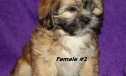 These big fluff balls are absolutely adorable puppies with lots of
playful energy and plenty of kisses to give.
They will mature to about 12-15 lbs.
Puppies are well socialized with other dogs and children.
Pee pad trained!
Shih Tzu (Dad) and a Shihpoo