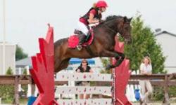 REDD STORM RISING, 15.2 hh, 11 yr old, dark bay TB cross gelding for sale, with passport. Experienced, accomplished jumper with superb form over jumps. Currently schooling 3'3" courses with ease.
"POINT AND SHOOT" JUMPER WITH TREMENDOUS SHOW EXPERIENCE -