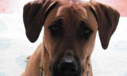 Andy is a 8 month old German Sheppard/Doberman mix who is in need of a loving family.  Due to my work situation, I can no longer keep him.  Andy is a very high energy dog who deserves alot of attention and activity.  He is very good with other dogs and