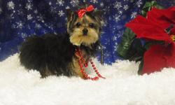 Tiny Female Teacup Yorkie for sale.She is around 2lbs. now and should not grow any bigger. She has had three sets of vaccines and de-wormed. If you are really looking for a purse dog, this is it. Please contact me by email or phone for details.