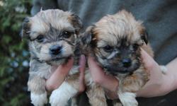 2 MONTHS OLD TINY TOY/ TEACUP SIZE MORKIE PUPS READY TO NEW HOME NOW
NON-SHEDDING, HYPOALLERGENIC
2 BOYS 2 GIRLS IN A LITTER
1 darker girl -- $450 (pic 1 right)
1 lighter girl -- $495 (pic 1 left)
1 darker boy -- $450 (pic 4 left)
1 lighter boy -- $495