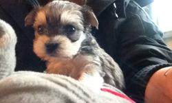2 MONTHS OLD TINY TOY/ TEACUP SIZE MORKIE PUPS READY TO NEW HOME NOW
NON-SHEDDING, HYPOALLERGENIC
2 BOYS 2 GIRLS IN A LITTER
1 darker girl -- $450  - SOLD
1 smallest(real teacup)lighter girl -- $550 (pic 1,2,3) - AVAILABLE
1 smaller(tiny toy size) darker