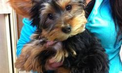 Yorkie 1 male, 2 sets of shots crate trained. Great Christmas gift. Call 519-200-0975 or 519-859-6002