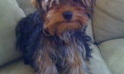 We have one teacup male yorkie he is beautiful, has all his shots, paid 1000 for him and 1200 for his brother, we are unable to keep both as it is too much with our new born, so we are asking 500 our mistake is your gain well behaved, and great with the