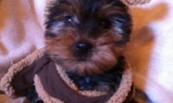 1 male left
Ready to go today!!
Vet checked 1st shots and dewormed
Yorkies are very smart
Love to cuddle And play
Well socialized with other dogs and children. Will make great family pets. Nonshedding and hypoallergenic.
Please call or text to schedule an