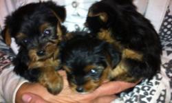Tea cup yorkies. EXTREMELY adorable. 3 to 5 pounds grown.
Please call only. No emails. 519 676 7033
This ad was posted with the Kijiji Classifieds app.