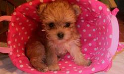 We have absolutely adorable 1st Generation MORKIE puppies who are now
?Available?
(Out of our 6 babies, we have 4 left.)
These little ones are raised in our home, in fact, in the kitchen.
Considered non-shedding & Hypoallergenic..
Two litters are as