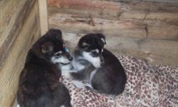We have 10 husky pups looking for loving homes.  If you are interested in these puppies please contact me. 
Let me know if you are interested in Male or Female....we have both.  More pictures are posted on- http://www.ladylucksafehaven.com
 
We may be