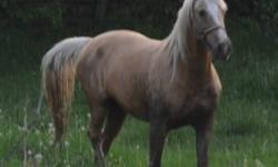 Sunny is a palomino tennessee walking horse. His trot is gated so you can't even feel it. This is one of the smoothest horses to ride. He has an amazing temeprament. He loves people and loves to work. He rides english and westren and jumps. He also does a