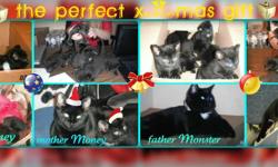 We have 6 beautiful kittens(5 boys and 1 girl) to a good homes
They are  trained, eating dry and vet food, not shoots,very playfull, friendly,smart (you can see mother and father-they are the best and healthy cats in the world).You are gonna love them