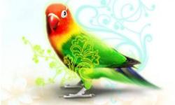 Website: http://www.parrothotel.ca/
Are you going on vacation??
WE CAN HELP!!
The Parrot Hotel is a professional pet sitting business that provides in home avian boarding. We understand the bond you have with your feathered friend and we will continue to