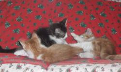 We are down to 1 adorable kitten left to give away to lovable home. Have a look at the pictures below , the one that is left is the long haired orange and white one. We have had al lot of interest in them so please do not hesitate!
 
Thank you!