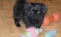 Shih Pekipoo
Last one left black female
Vet checked, first shots and dewormed 3X
comes with vet papers, written quarentee,
along with food, training pads, blanket and chewing bone.
Mother is Black Pekingese
Father is Sable Shih Poo
Should weigh 6-8lbs.