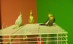 I have three cockatiels for sale.  One is an albino female.  The other two are grey/yellow males.  All are hand tamed and the two greys are very friendly.  All have been raised with children.  The albino is $100, the two greys are $75 OBO.  The cage is