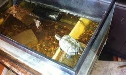 Three turtles about 1 year old comes with tank and rocks
This ad was posted with the Kijiji Classifieds app.