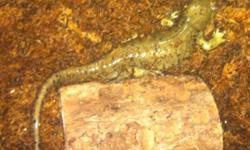 One tiger salamander, one 29 gallon tank, heat pad, substrate, hide, all you need, very easy to take care of. Call or text willing to deliver
This ad was posted with the Kijiji Classifieds app.