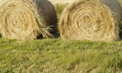 Timothy Round Bales for Sale Approx 1200 lbs Put up with no rain and baled dry. Can load 25 minutes North of Cochrane in Bottrel area. Asking$50