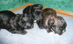 I have some shihpoo puppies getting their vet check and 1st shots on Monday. They should be ready to go mid-February.   Nice clean, non-shedding companions.  Wonderful with children.  Raised around children and other pets.  Will be started on paper