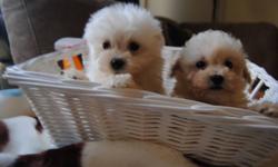 MALTIPOO PUPS
NON-SHEDDING, HYPOALLERGENIC
MOM IS TOY POODLE 7 LBS, DAD IS TEACUP MALTESE 4 LBS
THE PUPS WILL MATURE TO ABOUT 4-5 LBS,SIZE LOOK LIKE THE DAD
1 MALTESE FACE WHITE COAT BOY -- $650 - sold
1 POODLE FACE CREAM COAT GIRL -- $595 - available