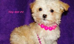 Fluffy, cute and cuddly, a toy yorkie poo is the forever-puppy
that never grows up.
A cross between a Yorkshire terrier and a toy poodle,
this designer dog breed is a popular choice among pet
owners who like purse-sized dogs that won't shed on
them or