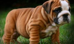 We have a few very Outstanding English Bulldogs We now have Only 1 Male and 1 Female Available.  Our Puppies are Very Stocky, Heavy Wrinkled and some of the best bloodline & best looking bulldogs you will find in North America.
All our puppies come