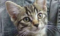 TCR cats and kittens are back in two PetSmart locations in Brampton for October! Lots of super cute faces are waiting in-store to meet you, and to get their second chance at happiness as part of your loving family! Lots of young kittens that are not