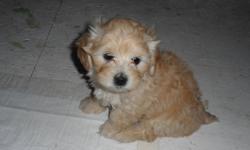 Toy Maltipoo puppies for sale. 1 apricot female & 1 white male born on Oct 27 and will be ready for their new home Dec 22. Tails are docked, dew claws removed, and will have first shots & deworming. Mother is white poodle, 8 inch tall & 6 pounds, father