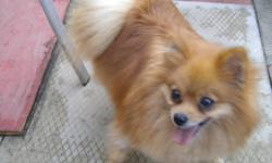 We have two little girls now available for adoption to separate homes....
Foxy is a toy pomeranian, She is 6 years old and full of love and energy. She has been used for breeding and she's just not happy as part of a multi pet family. She loves her