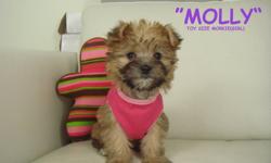 MORKIES?
1 GIRL LEFT !! (IN PINK SHIRT)
We have 1 VERY friendly and outgoing toy size Morkie puppy ready to go! Mother is a Yorkshire Terrier (Yorkie), and the father is a Maltese. We estimate that they will mature to be around 6/7 lbs.
This a