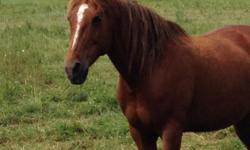 Mr. Willoughby, gelding. Born: 2007. Chestnut. Appaloosa x QH
He was used for trail rides in a group and alone and in the ring (w/t/c). He crosses water, is great on the roads and in the trails. Beginner adult can ride him. Adults and children age 13 and