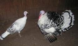 Royal Palm breeding pair $75., (16months old) Turkey poults 4-14 weeks(approx. 12). $10-$25 each.  Some are Belsville Whites and some Royal Palm.  Will Sell the flock for $250. 
Sold