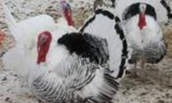 Offering  home grown, free range over 10 acres, heritage Turkeys ( NOT COMMERCIAL  birds )  that are  ready to be someones Christmas dinner.  Sold live to health conscious  people - or people that know what a real turkey  tastes like-  that wants to