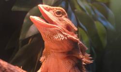 I have up for sale 2 adult bearded dragons. They are just over 1 year old, one male and one female. The male is a normal I believe and the female has hints of peach and orange colours to her. I have never bred them and they have never tried to mate but