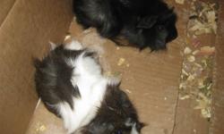 I have two baby guinea pigs for sale.I'll throw you in a food dish with it and a water bottle for just for $5.00. The guinea pigs were born september 15,2011. They are both boys! MUST BE SOLD FAST!!!!!!!!!!!!!
