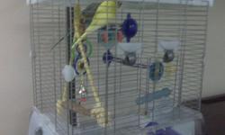 I am selling two budgies plus their cage and many accessories including perches, swing, bird bath, food and more. The two budgies are not hand trained but still very entertaining. Wouldn't get rid of them but heading to school and can't keep them. Looking