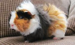 I have two female guinea pigs left looking for a new home, as I no longer have the time to give them the attention they deserve. They are both rather vocal [especially around feeding time], and sometimes a little bit sassy. They have a lot of attitude and