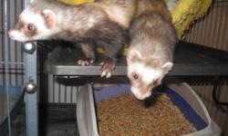 Two ferrets (a male and a female) need a new home.
We are too busy at the moment to give them enough attention. They are very well behaved, and don't bite. Willing to sell with or without cage and accessories. $500 for both ferrets, rabbit and very large