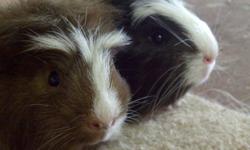 I have two male guinea pigs for sale - they should go together as they are bonded. They will make great pets! They are super cute and looking for a new home.
They are ready to go now - and will come with a small amount of feed they are used too.
Im asking
