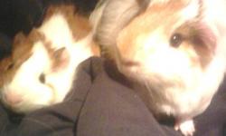 We are moving and have two awsome guinea pigs for sale and must be sold by Janurary 15th. They are both brown and white.One is bigger than the other. items that are included are:
 
Guinea pig bin
Guinea pig hut
Food dish
Water bottle
Some bedding
Hay