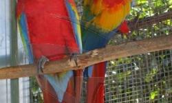 I have two breeding pairs of Scarlet Macaw up for sale. They both are DNAed and in their perfect health and feathers. No pluck at all. Best opportunity for breeders to have breeding pairs of Macaws. There are not many Scarlet pairs around. One pair just