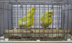 I got two male dutch frill canaries for sale for 120.00 for both birds they are close banded 2011. Call 905 7966448.