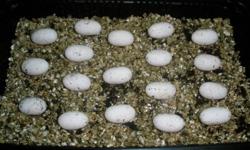 I am looking for any unwanted reptile eggs.  Let me know what you have and I can incubate them.  I can pick them up and work out a deal with you.
Thanks